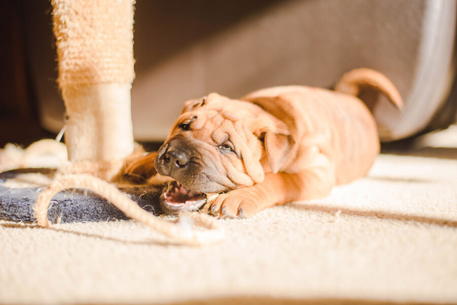 The Chewing Habits of Dogs