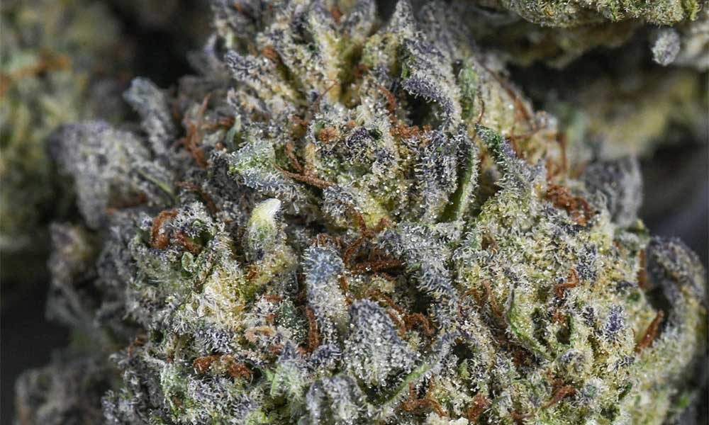 10 Best Weed Strains Every Stoner Should Know in 2024